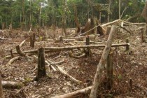 WWF Paraguay critica a Cartes: «No se puede mentir al mundo»