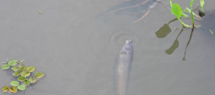 URGENTE: Mortandad de peces en Pilar devela contaminación de las aguas por elementos desconocidos.