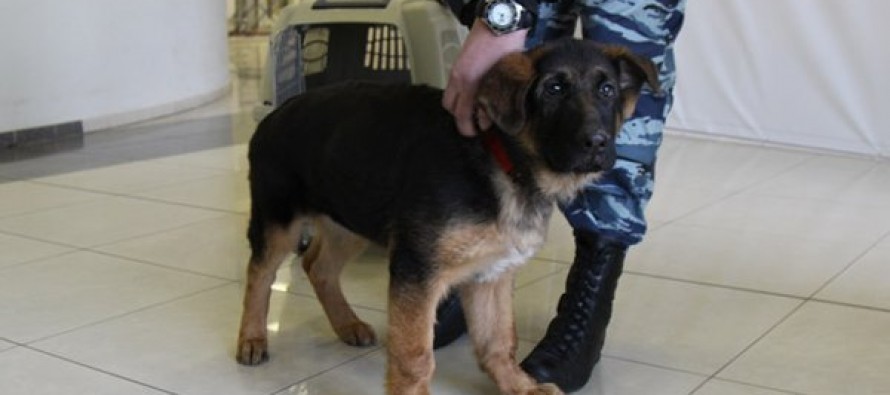 El cachorro ruso regalado a la Policía francesa se prepara para entrar en servicio