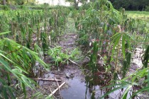 Labriegos pierden producción agrícola por crecida del río