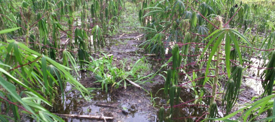 Labriegos pierden producción agrícola por crecida del río