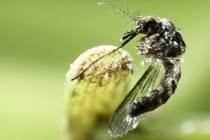 10 años sin vacuna: ¿por qué el virus zika es una seria amenaza para Latinoamérica?